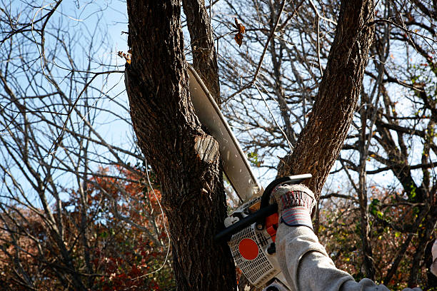 How Our Tree Care Process Works  in  Friona, TX