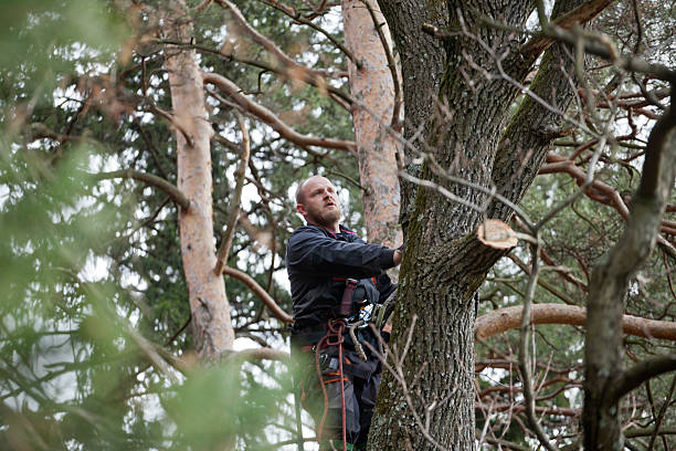 Best Tree Disease Treatment  in Friona, TX